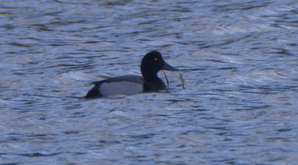Greater Scaup - ML616207762