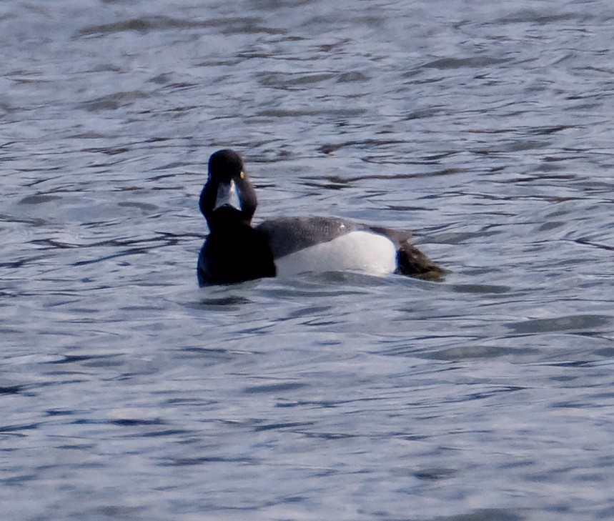 Greater Scaup - ML616207763