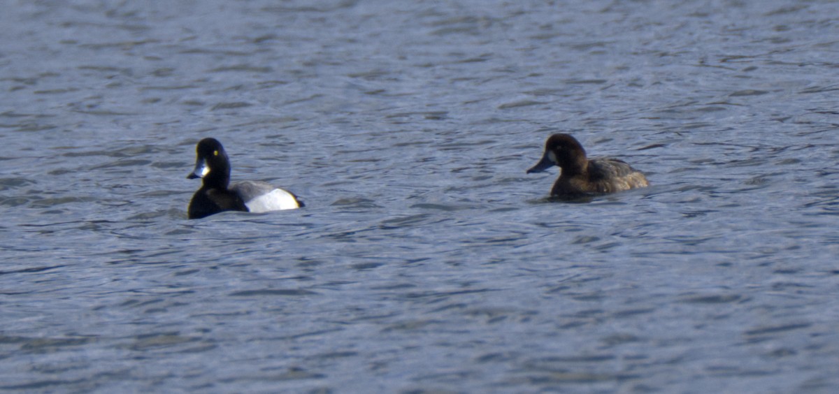 Greater Scaup - ML616207764