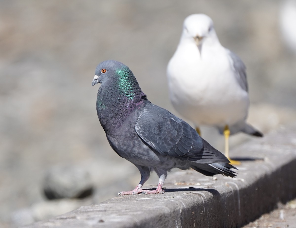 Rock Pigeon (Feral Pigeon) - ML616207787