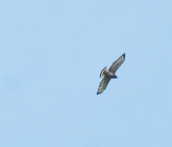 Broad-winged Hawk - ML616207853