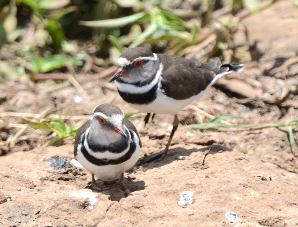 Three-banded Plover - ML616207864