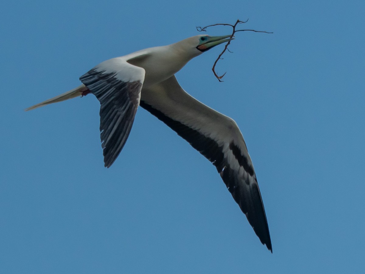 Red-footed Booby - ML616207909