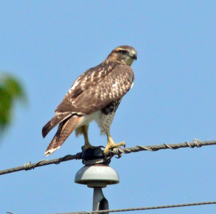 Red-tailed Hawk - ML61620791