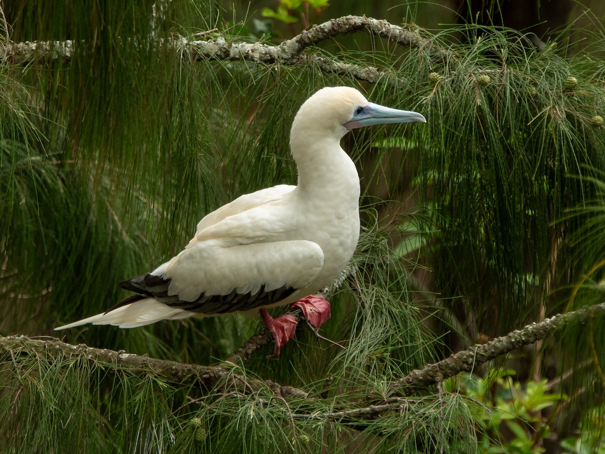 Red-footed Booby - ML616207910