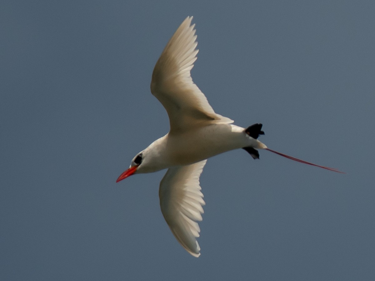 Red-tailed Tropicbird - ML616207924