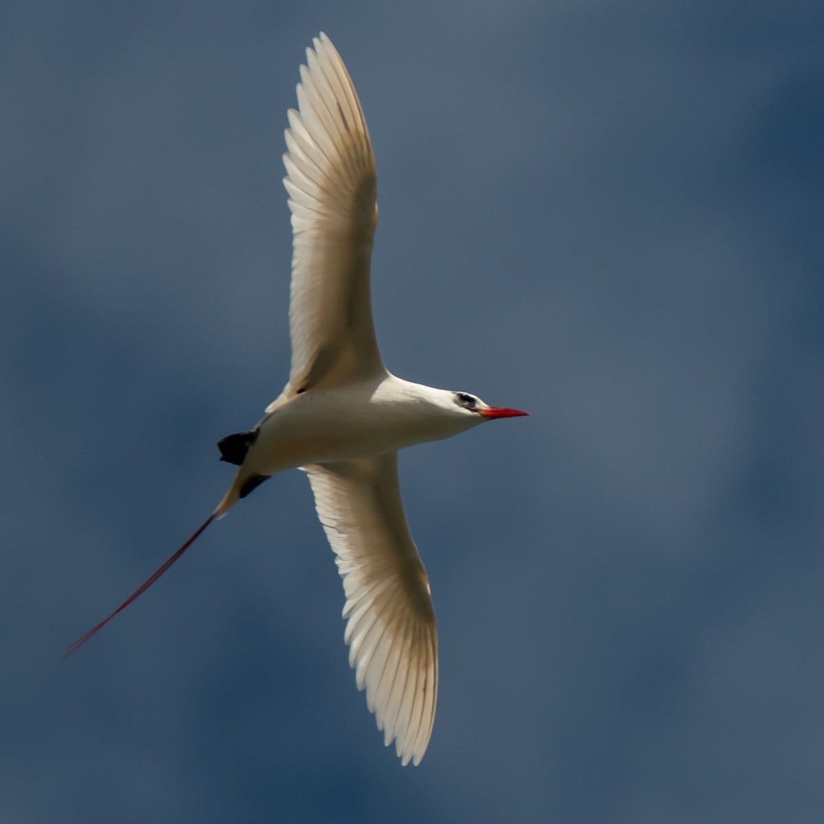 Red-tailed Tropicbird - ML616207925