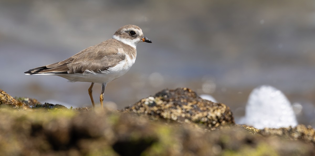 Semipalmated Plover - ML616208022