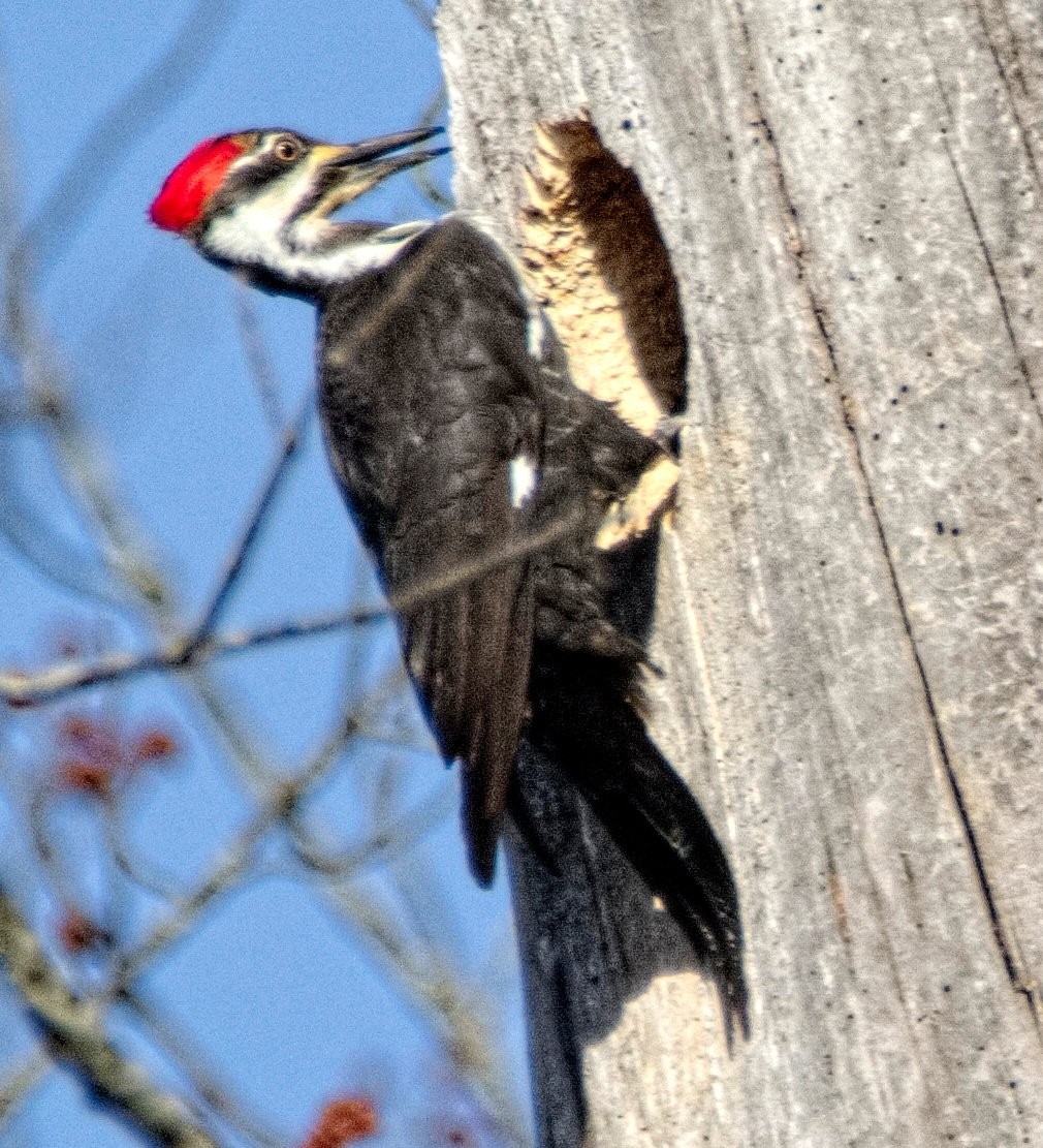 Pileated Woodpecker - Jay Greenberg