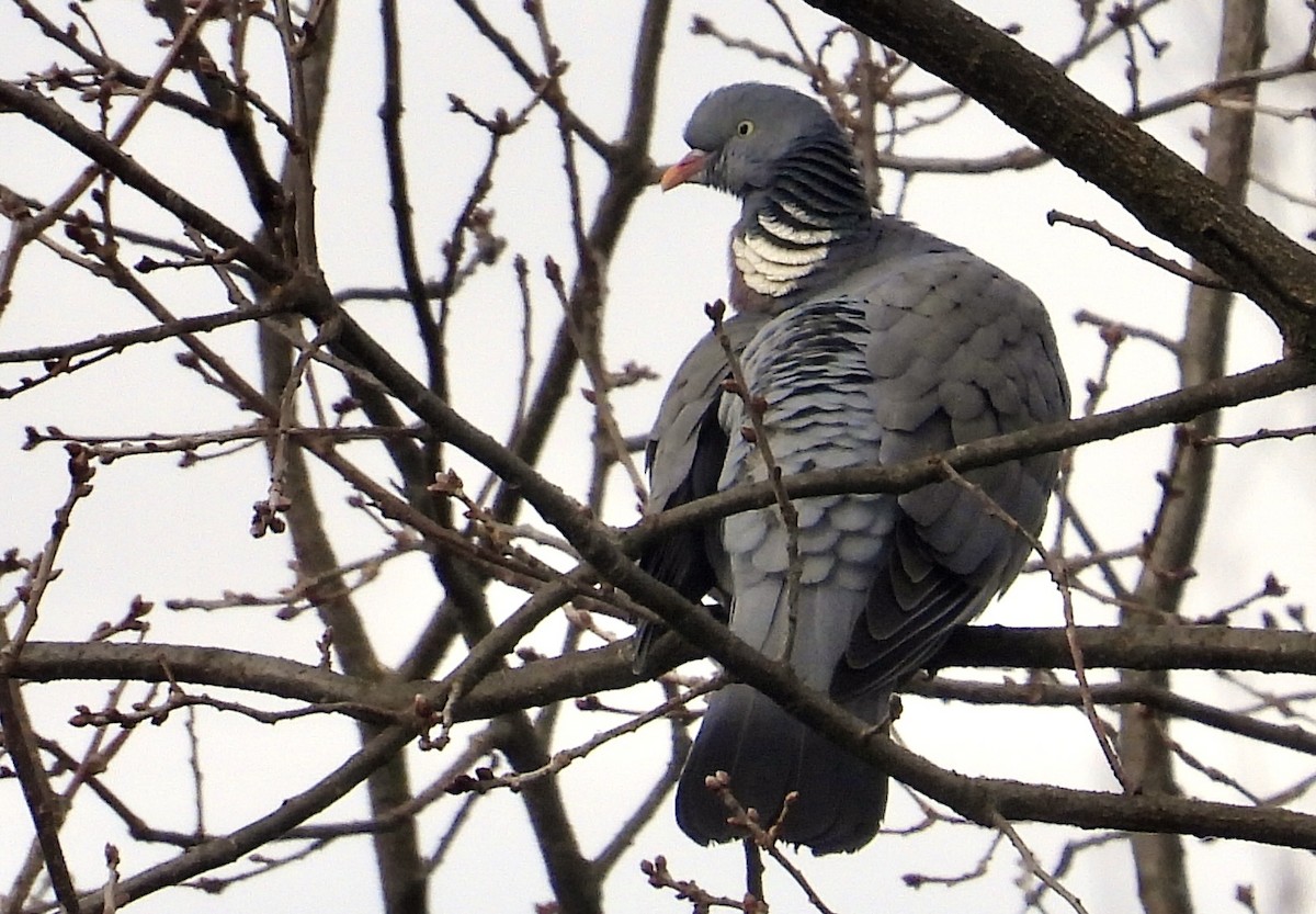 Common Wood-Pigeon - ML616208098