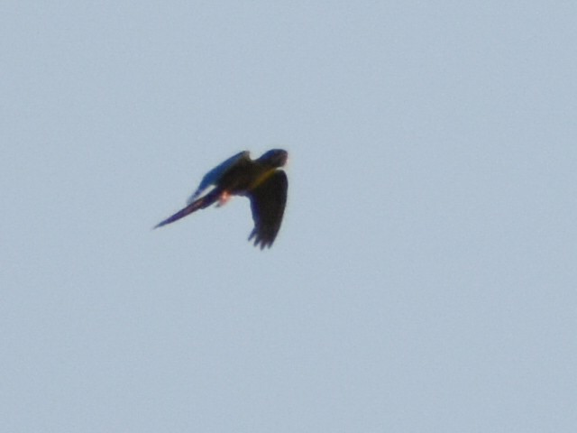 Blue-headed Macaw - ML616208119