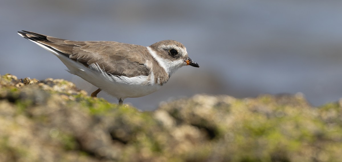 Semipalmated Plover - ML616208266