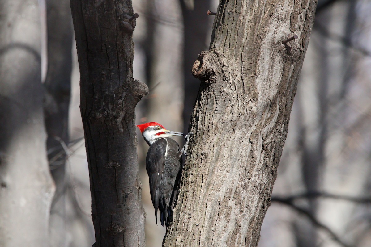 Pileated Woodpecker - Jonathan Arseneault
