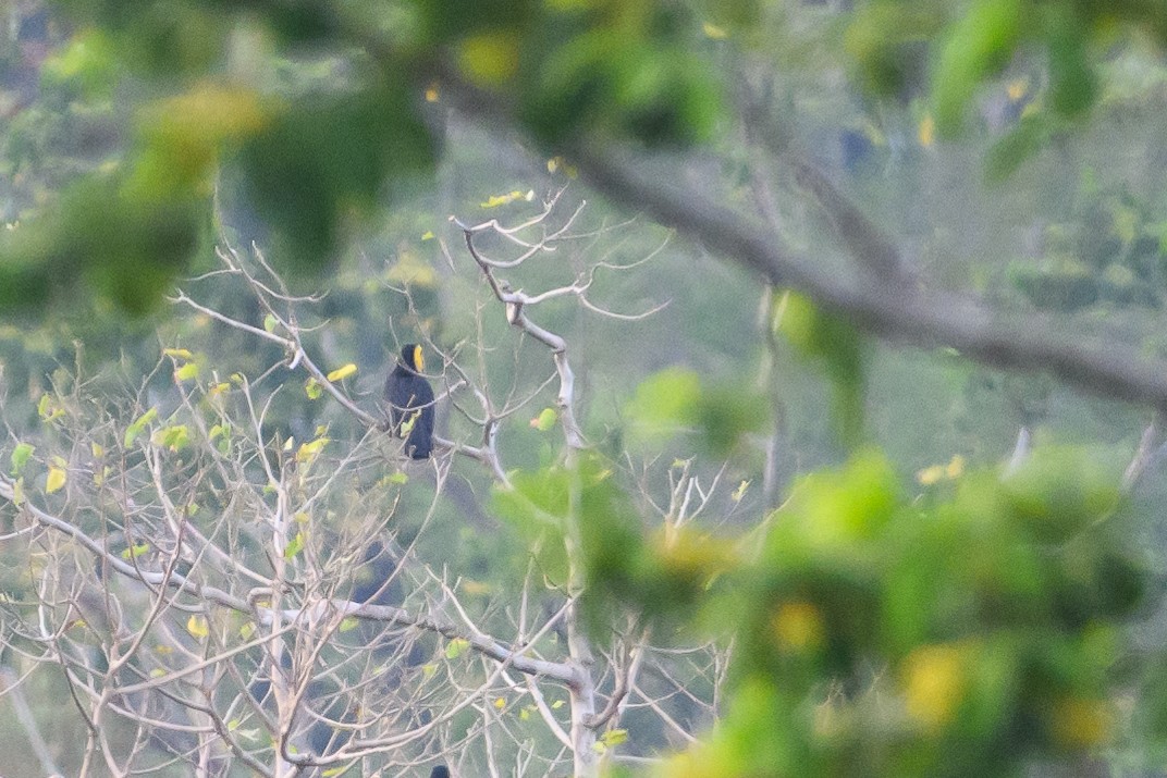 Sulawesi Hornbill - ML616208291