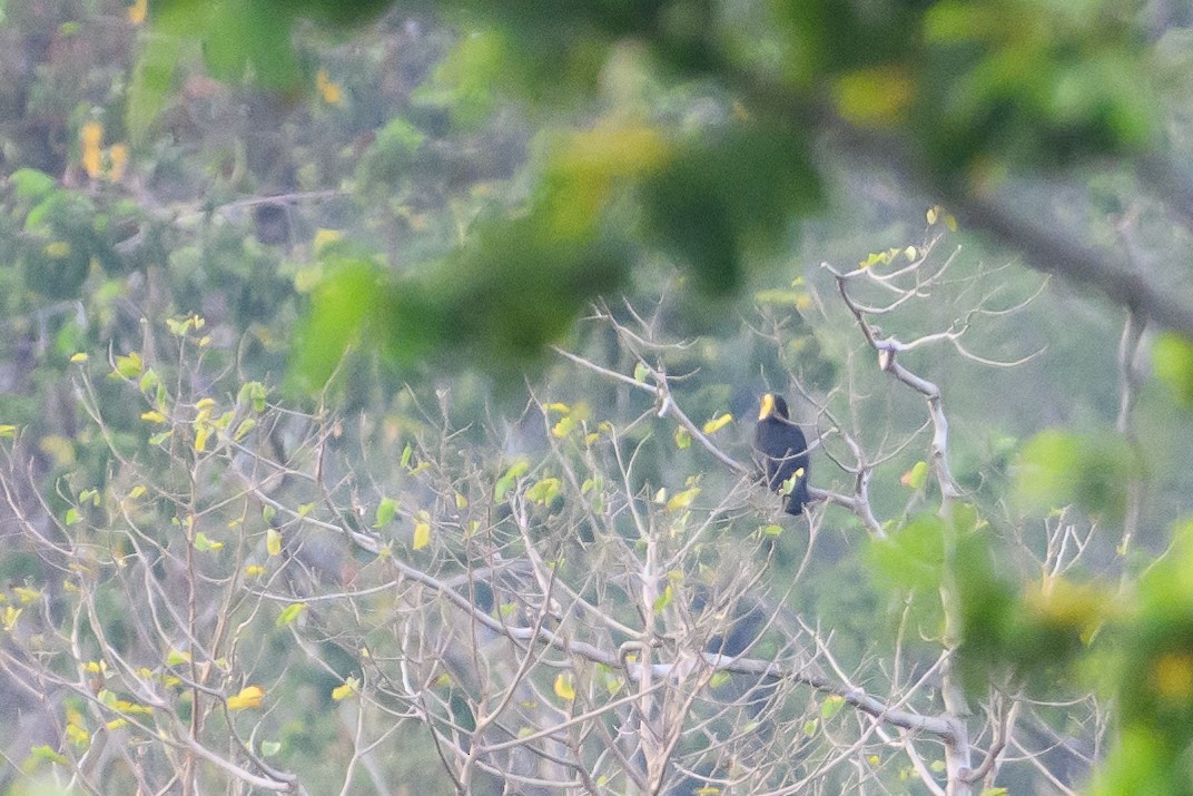 Sulawesi Hornbill - ML616208294