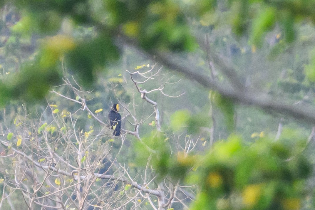 Sulawesi Hornbill - ML616208297