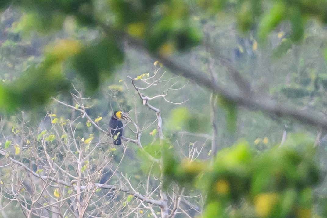 Sulawesi Hornbill - ML616208299