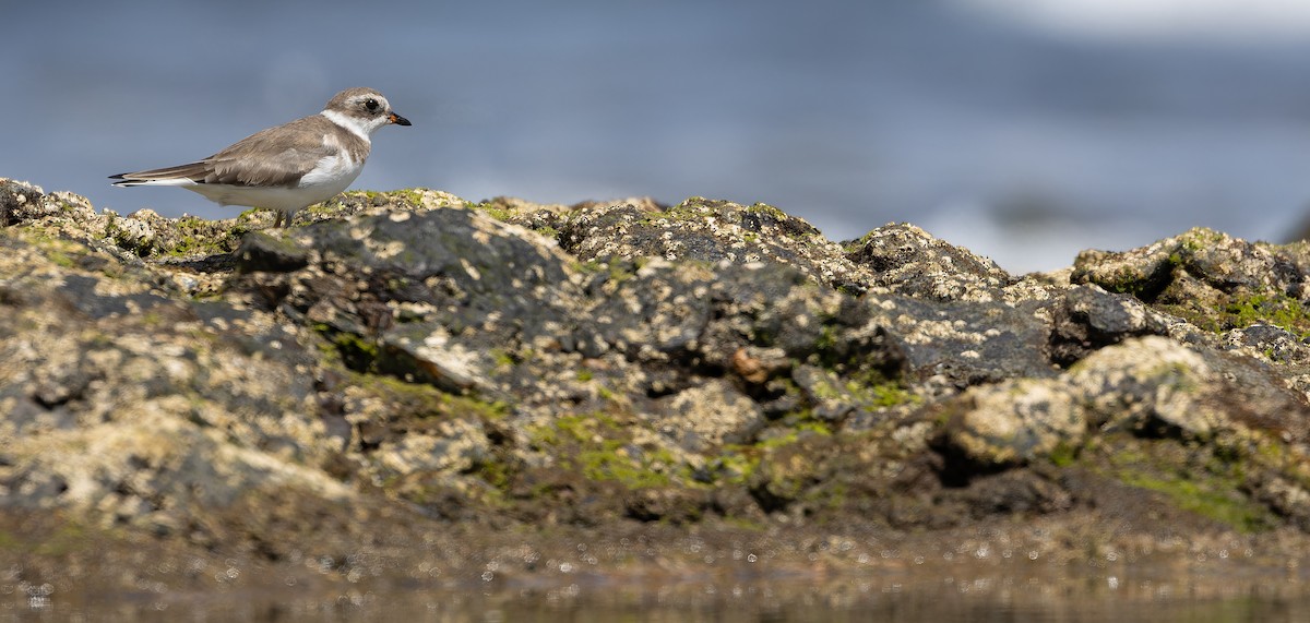 Semipalmated Plover - ML616208365