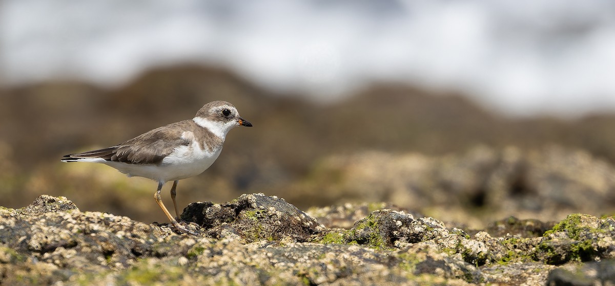 Semipalmated Plover - ML616208370