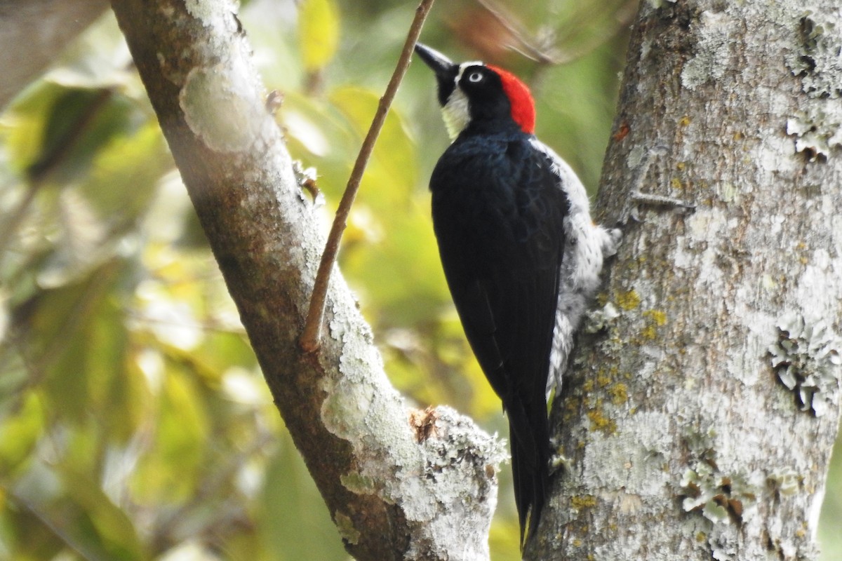 Acorn Woodpecker - ML616208492