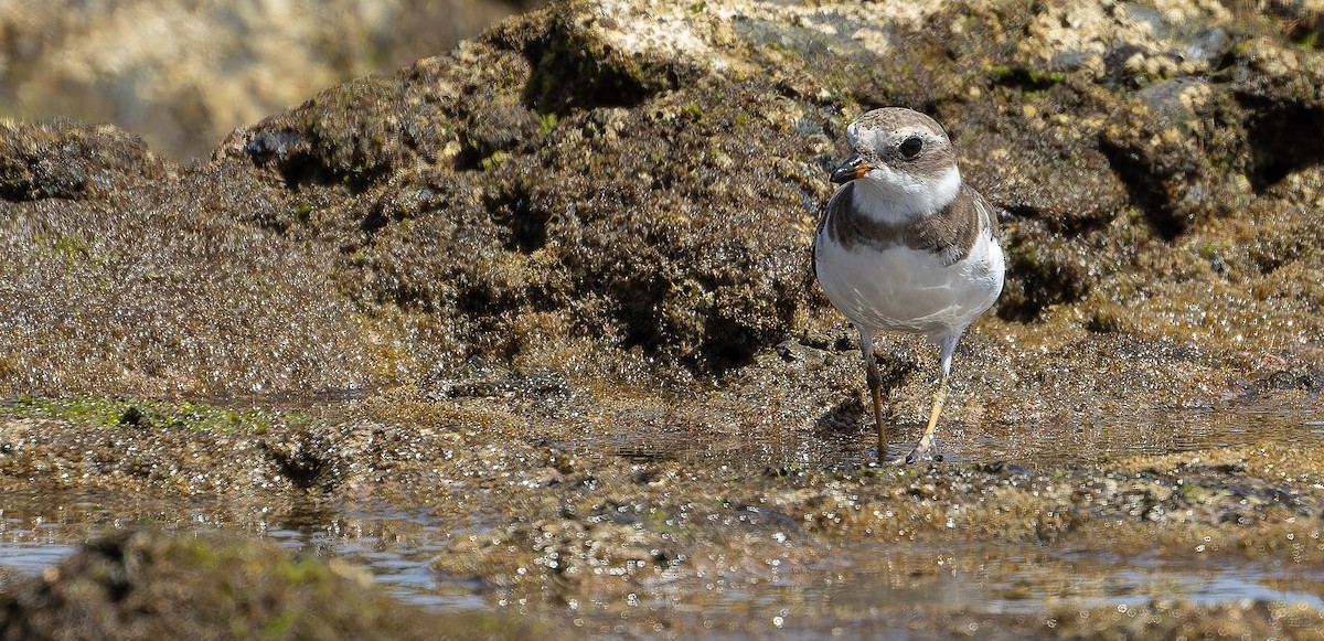 Semipalmated Plover - ML616208577