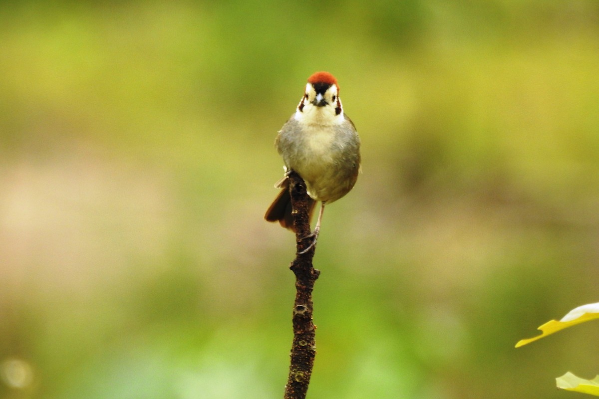White-faced Ground-Sparrow - ML616208611