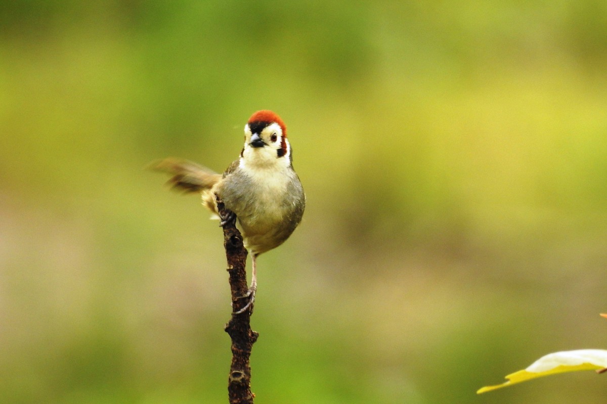 White-faced Ground-Sparrow - Pablo Bedrossian