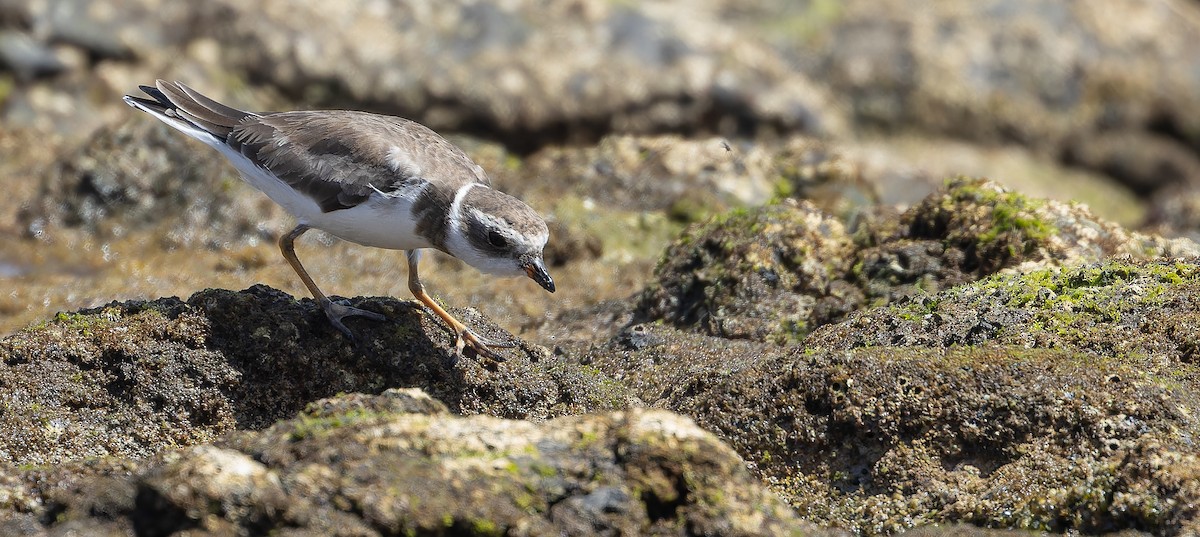 Semipalmated Plover - ML616208632