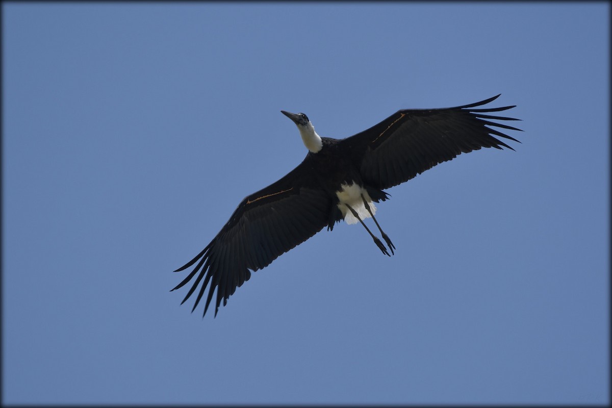 Asian Woolly-necked Stork - ML616208689