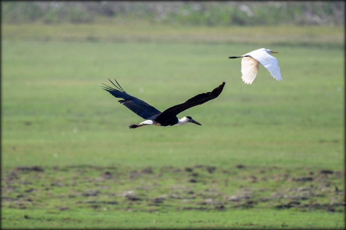 Asian Woolly-necked Stork - ML616208691