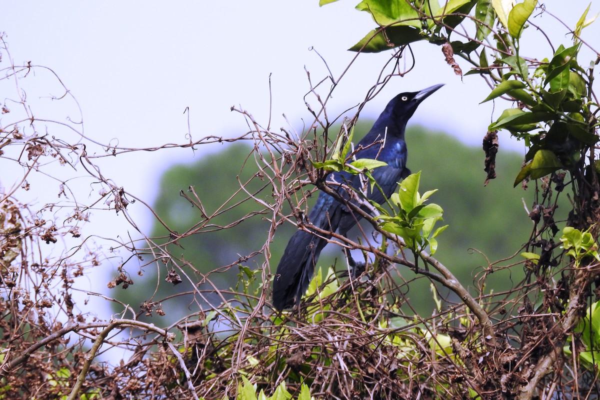 Great-tailed Grackle - ML616208699