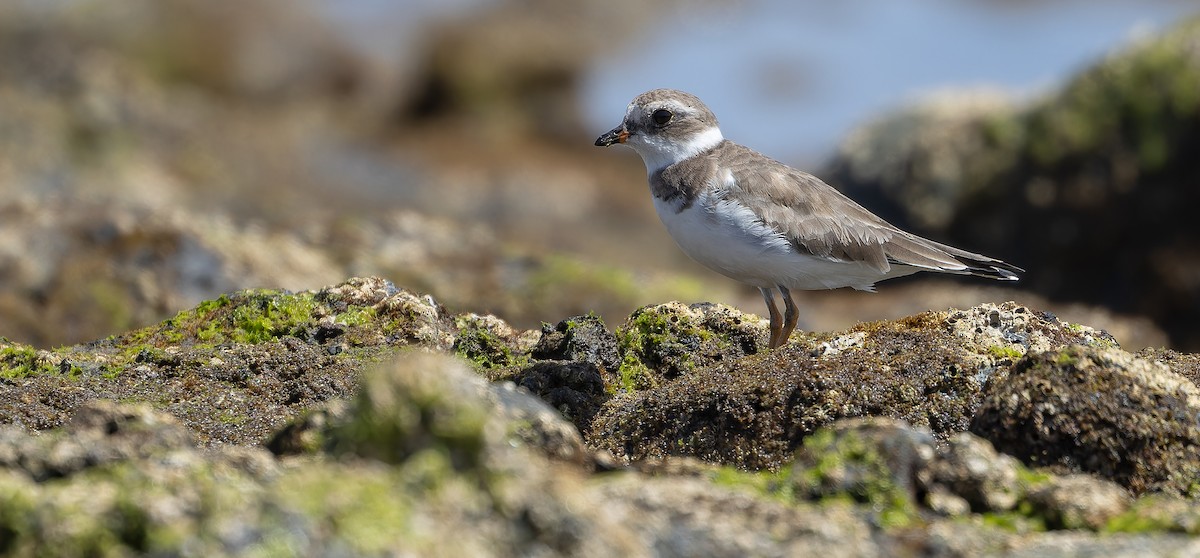 Semipalmated Plover - ML616208701