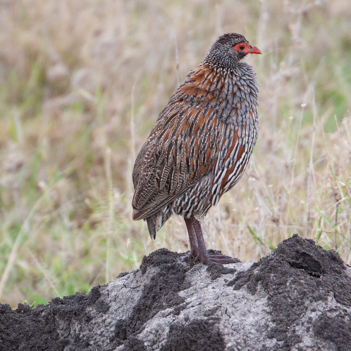 Gray-breasted Spurfowl - ML616208868