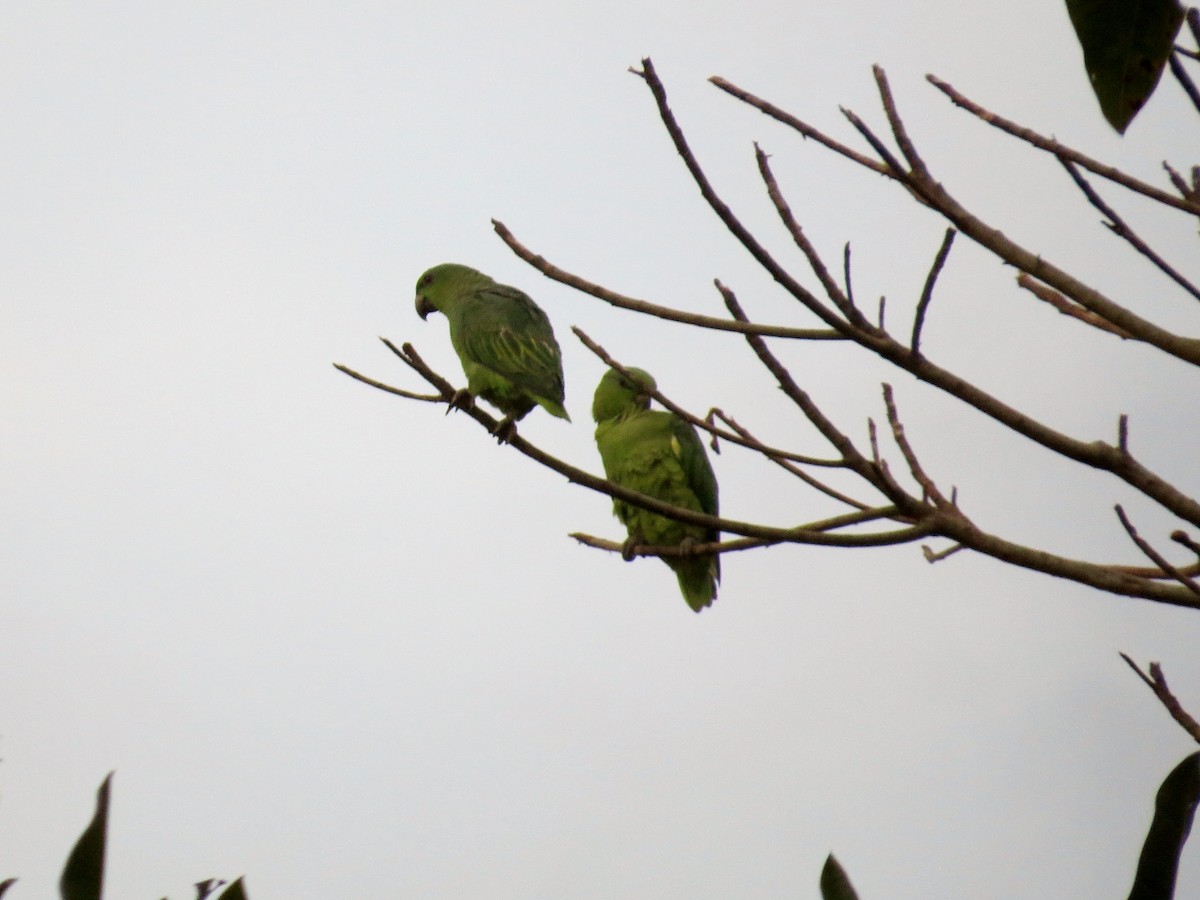 Short-tailed Parrot - ML616209002