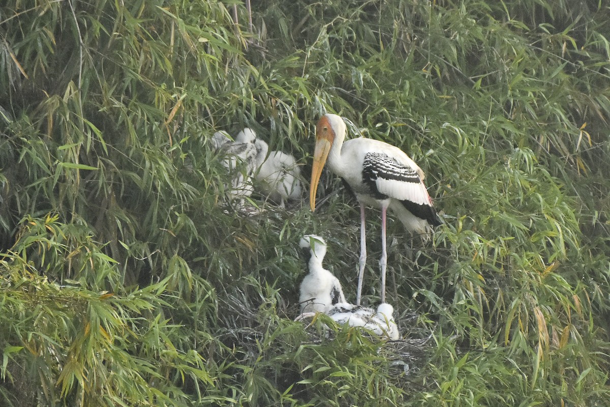Painted Stork - Sabarish  D