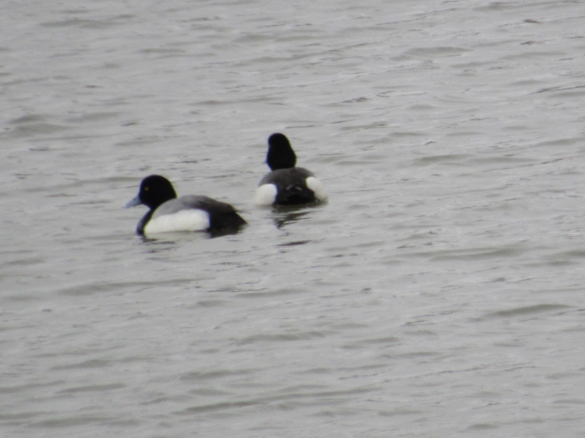 Greater Scaup - ML616209276