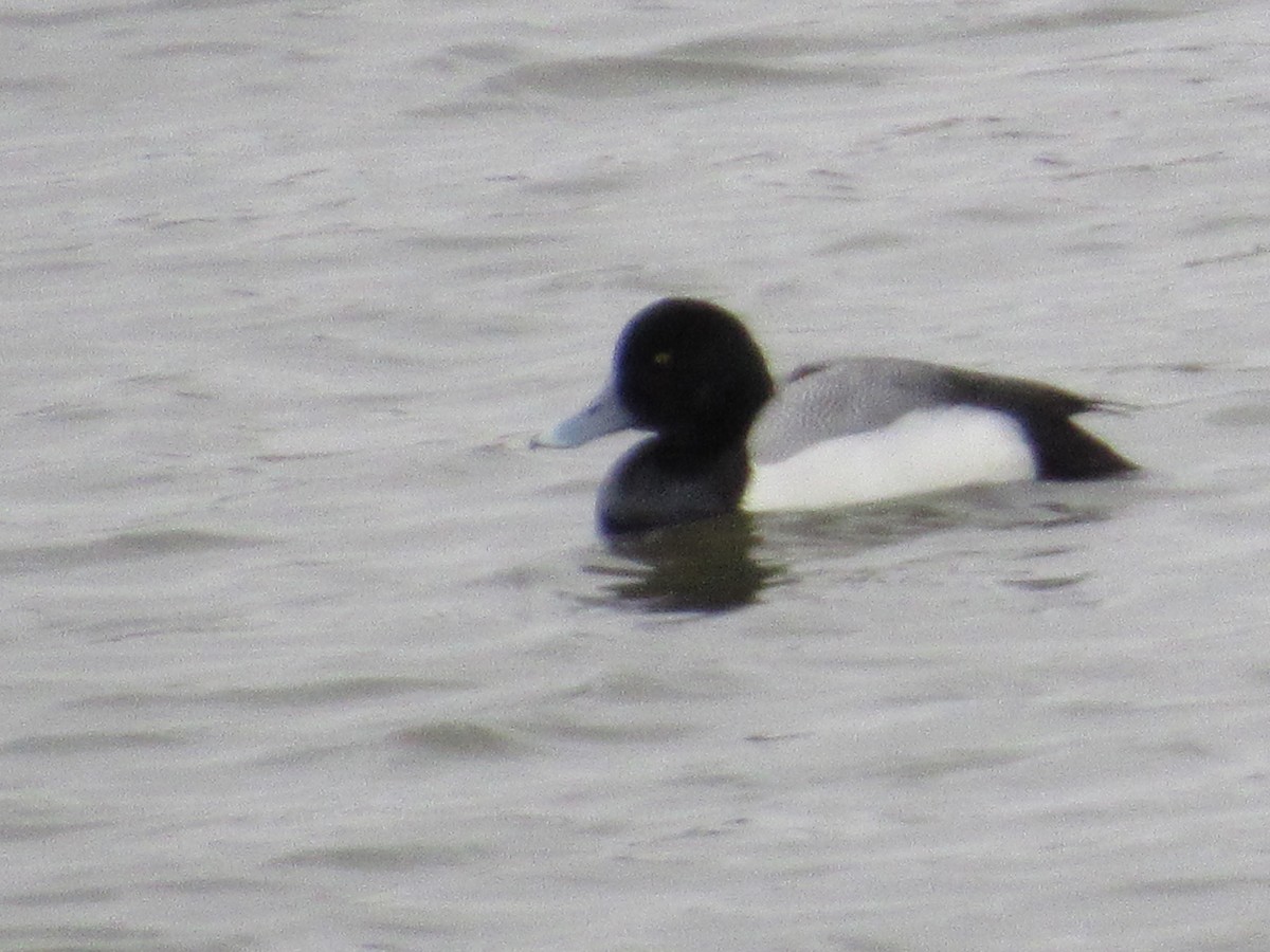 Greater Scaup - ML616209284