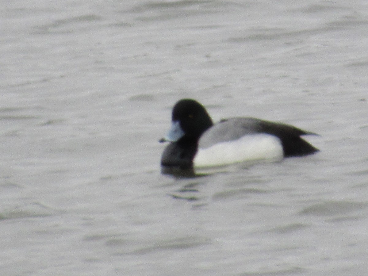Greater Scaup - ML616209298