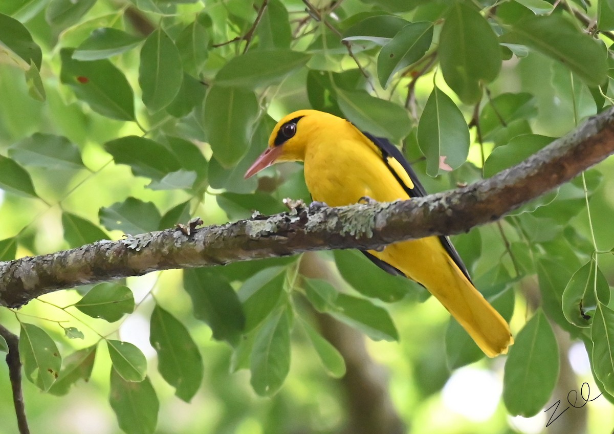 Indian Golden Oriole - ML616209320