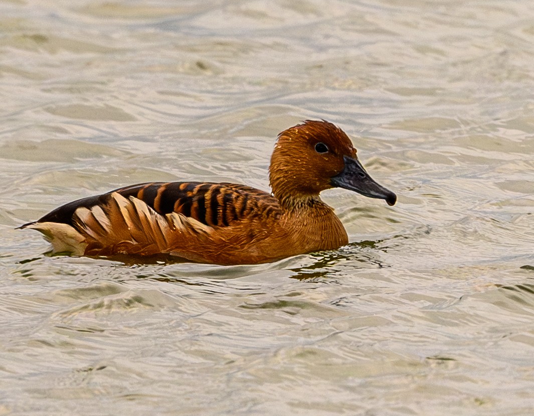 Fulvous Whistling-Duck - ML616209352