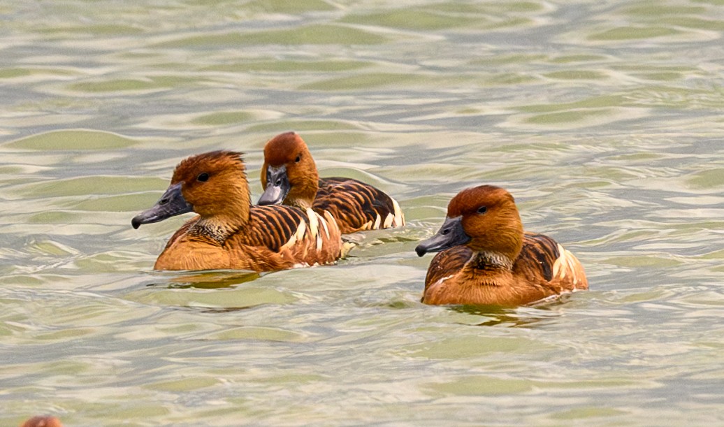 Fulvous Whistling-Duck - ML616209353