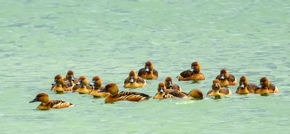 Fulvous Whistling-Duck - ML616209354