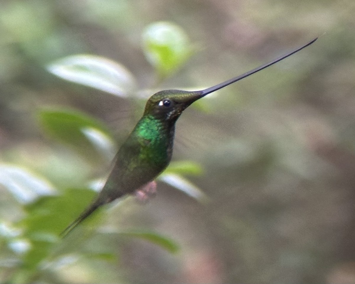 Sword-billed Hummingbird - Alec Hopping