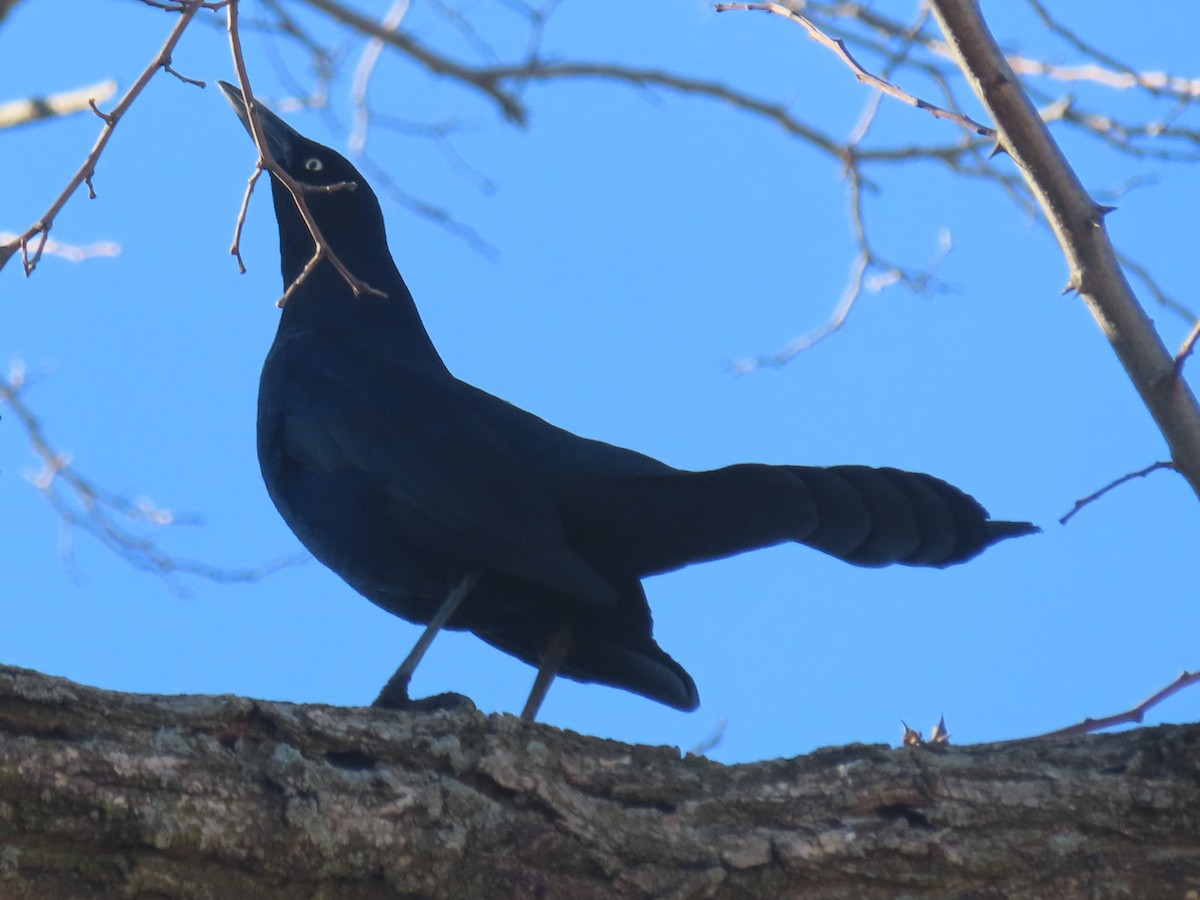 Boat-tailed Grackle - ML616209824