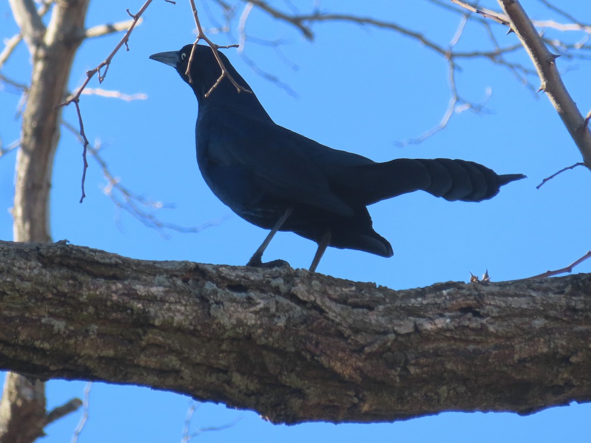 Boat-tailed Grackle - ML616209825
