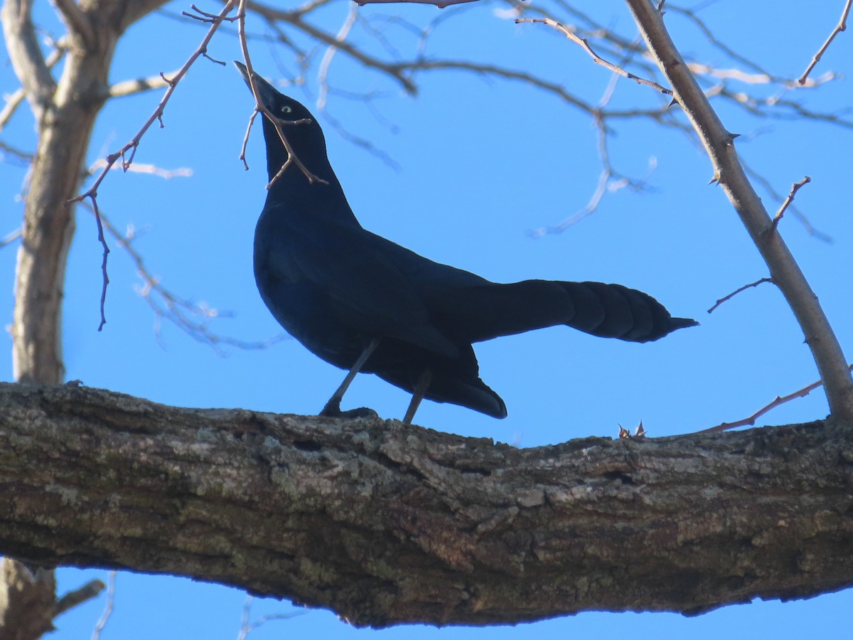 Boat-tailed Grackle - ML616209826