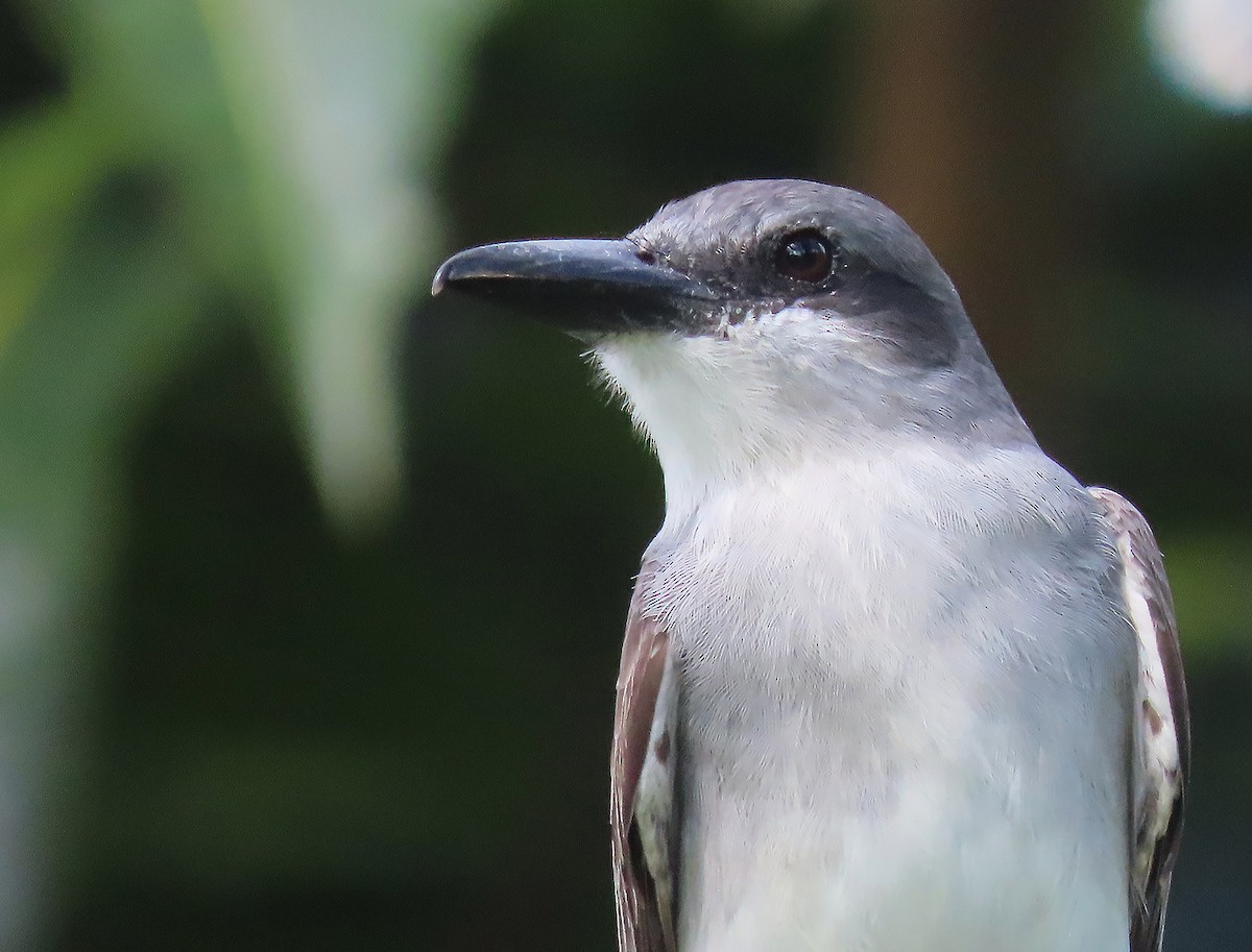 Gray Kingbird - sylvain Uriot
