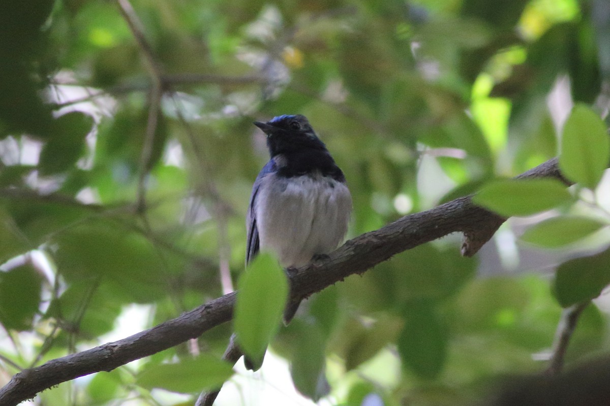 Blue-and-white Flycatcher - ML616209877