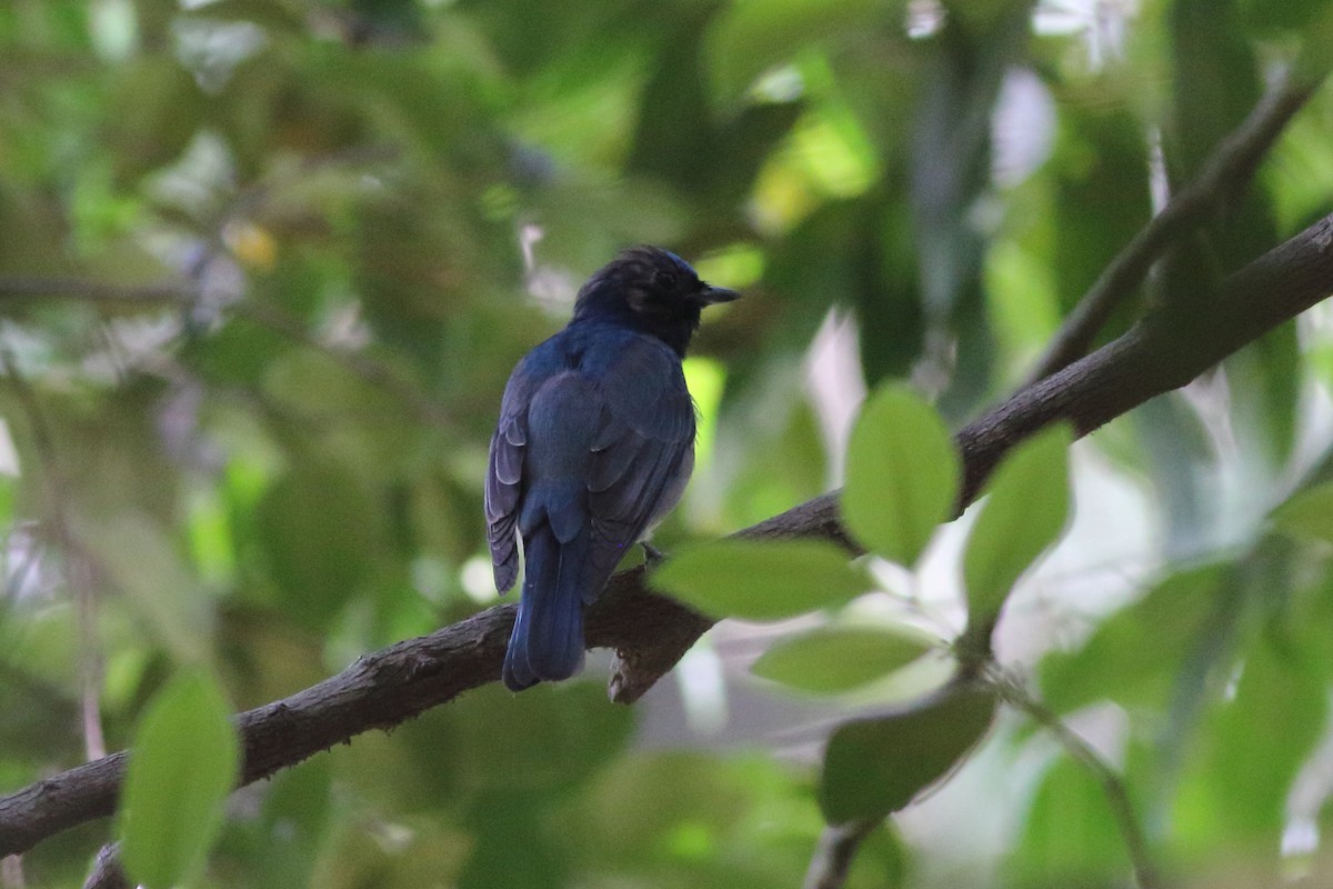 Blue-and-white Flycatcher - ML616209878