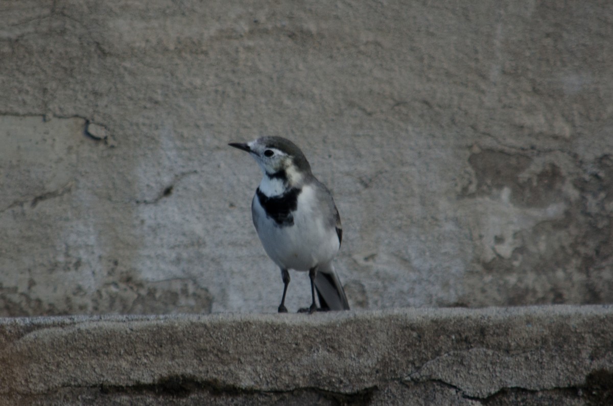 White Wagtail (White-faced) - ML616209915